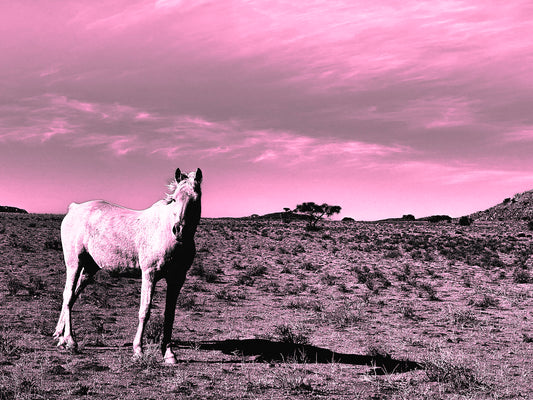 Namibian Wanderer