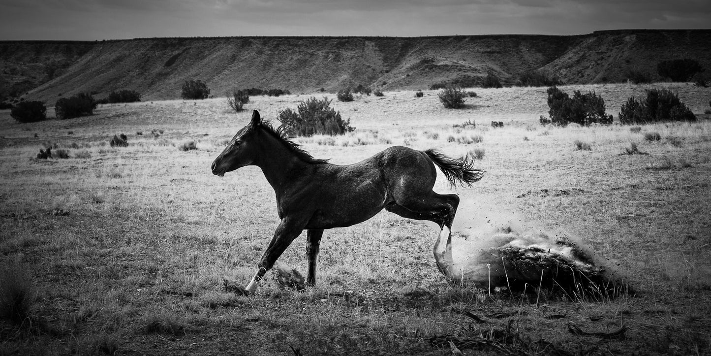 Young Mustang