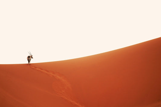 Dune Walker