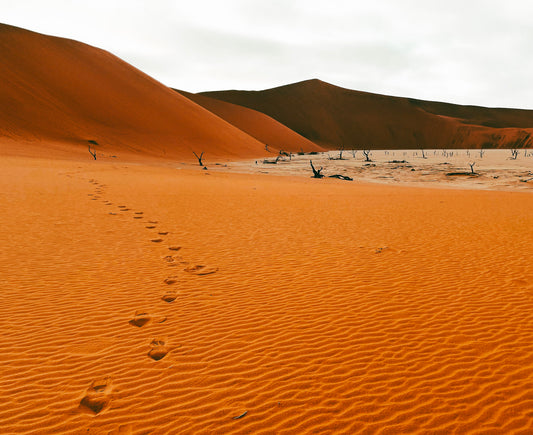 Desert Tracks