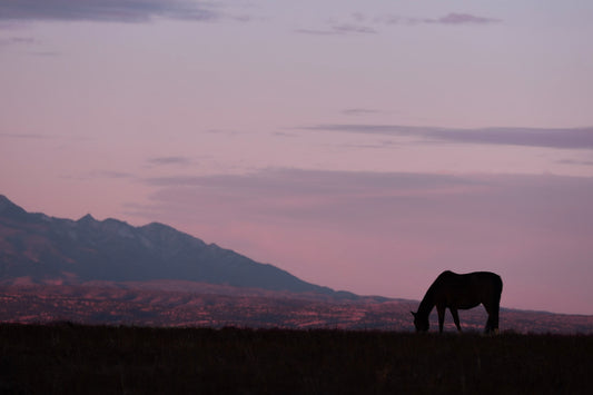 Sunset Stallion