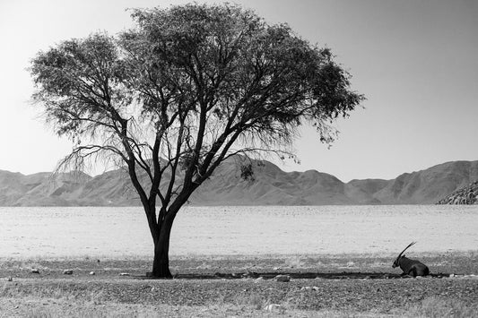 Desert Shelter